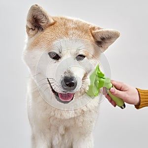 Cropped of woman combing hair of Shiba Inu dog