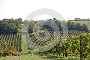 Cropping of grapes in Italy