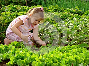 Cropping lettuce