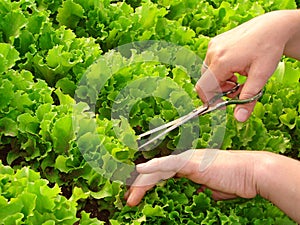 Cropping lettuce