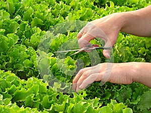 Cropping lettuce