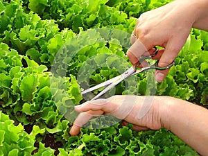 Cropping lettuce