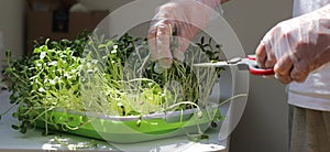 cropping micro greens