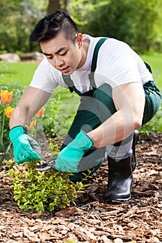 Cropping a plant in a garden