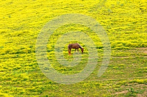 Cropping springtime grasses