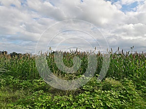 This is a crops of bajara in the village of Ambegaon maharashtra india