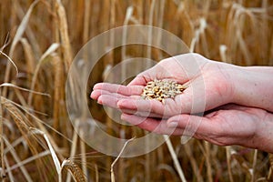 Crops of barley in the hands