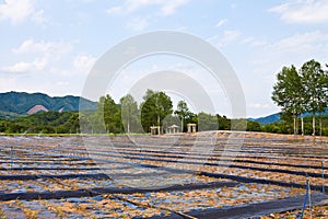 The crops are being sprinkled with water with sprinklers