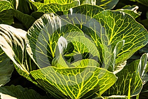 Crops of cabbage