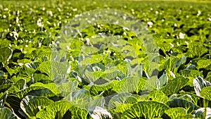 Crops of cabbage