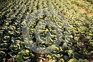 Crops of cabbage
