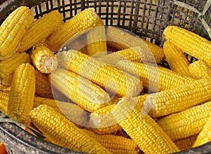 The crops of corn