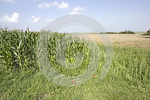 Crops countryside