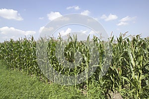 Crops countryside