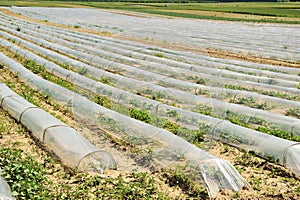 Crops on farmland