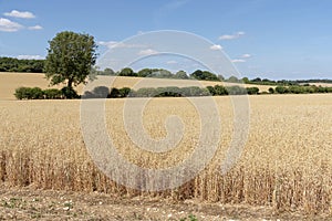 Crops on farmland in the English countryside.
