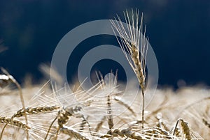 Crops in a field