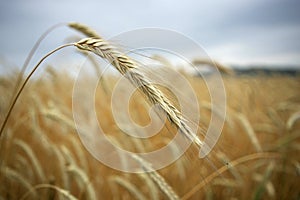 Crops in the field