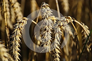 Crops field