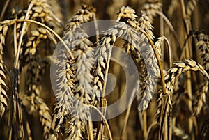 Crops field