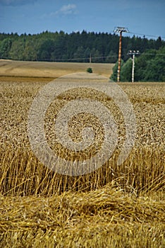 Crops field