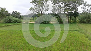 A crops field with  healthy and   beauty