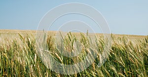 Crops field panorama