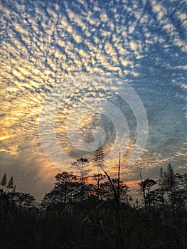 Crops in the fields in the evening