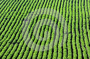 Crops and in the furrow photo