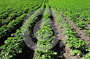 Crops and in the furrow photo