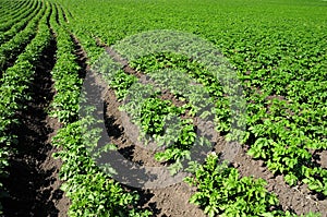 Crops and in the furrow