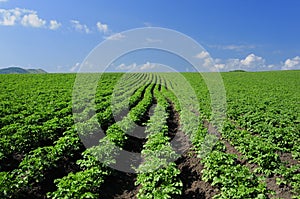 Crops and in the furrow