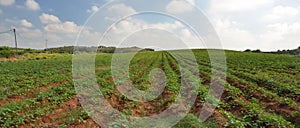 Crops growing on fertile farm land in Israel