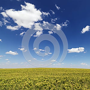 Crops Growing in a Field