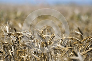 Crops before harvest