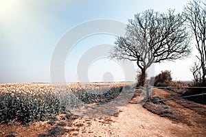 Crops on hot arid parched farmland during dry weather heatwave