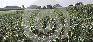 Crops in Multan of pakistan photo