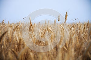 Crops plantations in Juan Lacaze, Colonia, Uruguay photo