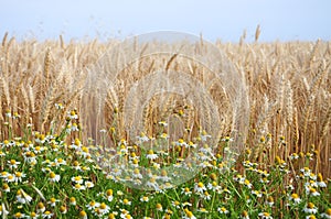 Crops plantations in Juan Lacaze, Colonia, Uruguay photo