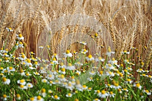 Crops plantations in Juan Lacaze, Colonia, Uruguay photo