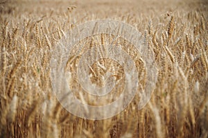 Full view of a field of golden crops plantations, ready to be harvested at Juan Lacaze, Colonia, Uruguay photo