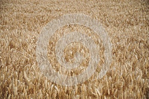 Crops plantations in Juan Lacaze, Colonia, Uruguay photo