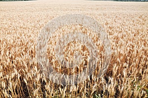 Crops plantations in Juan Lacaze, Colonia, Uruguay photo