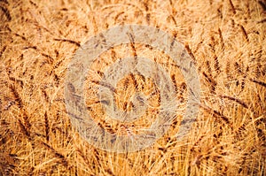 Closeup of crops plantations on a field at Juan Lacaze, Colonia, Uruguay photo