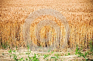 A field next to the road with golden crops plantations in Juan Lacaze, Colonia, Uruguay photo