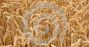 Crops ripened in the field and ready for harvest. Close-up of dry golden wheat ears, cereal. Nature in summer sunny day