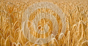 Crops ripened in the field and ready for harvest. Close-up of dry golden wheat ears, cereal. Nature in summer sunny day