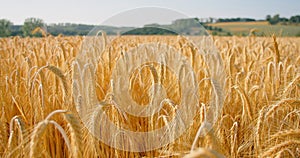 Crops ripened in the field and ready for harvest. Close-up of dry golden wheat ears, cereal. Nature in summer sunny day