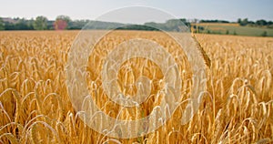 Crops ripened in the field and ready for harvest. Close-up of dry golden wheat ears, cereal. Nature in summer sunny day