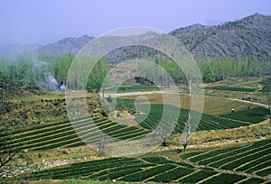 Crops on Road to Simatai 27801 photo